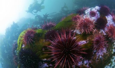 Sea urchins: Αχινός!! Τι να κάνετε αν πατήσετε αχινό στην θάλασσα!!