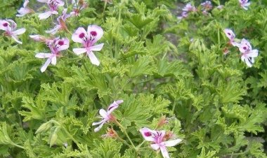 Έντομο-απωθητικό με Αρμπαρόριζα, που το φτιάχνετε μόνοι σας!!