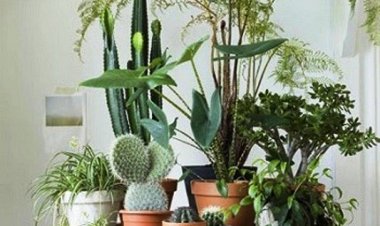 50 Ιδέες με εσωτερικό κήπο, που θεραπεύει την μελαγχολία του χειμώνα!!