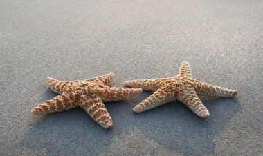 Ημερήσιες προβλέψεις σε όλα τα ζώδια για την Τρίτη 09/7/2019