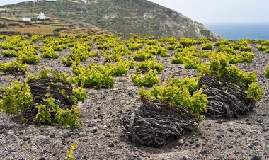 Aegean Islands : Πρόγραμμα Αναδιάρθρωσης και Μετατροπής Αμπελώνων περιόδου 2020–2021. Αιτήσεις έως 25 Μαΐου 2020