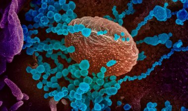 Coronavirus Disease: 1047 νέα περιστατικά μόλυνσης –  458 νοσηλεύονται διασωληνωμένοι, 58 νέοι θάνατοι