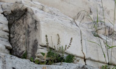 Μαρία Σταυρακοπούλου: Micromeria Athenae Acropolitana!! Το λουλούδι που εξακολουθεί να ταξιδεύει μέσα στον χρόνο και την ιστορία!!