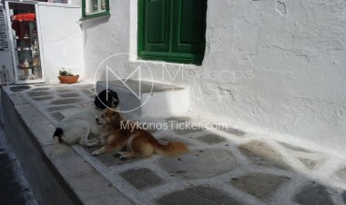 Animal Care and Control: Οι 10 άξονες του νομοσχεδίου για τα ζώα συντροφιάς και τα αδέσποτα