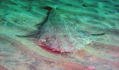 Angelsharks: Τα νερά του Νοτίου Αιγαίου «επιλέγουν» οι αγγελοκαρχαρίες