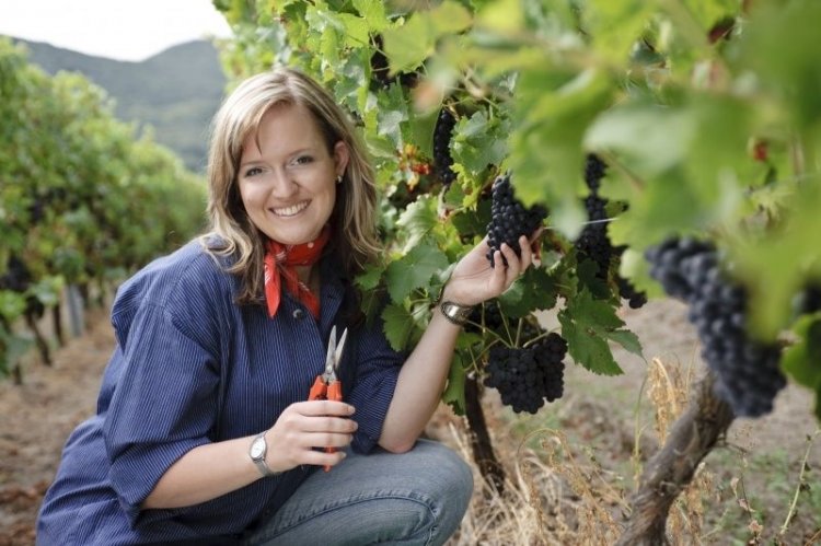 Μέχρι τις 30-11-2017 οι  δηλώσεις συγκομιδής οινοστάφυλων και η αίτηση για ενίσχυση αμπελώνων (VQPRD)