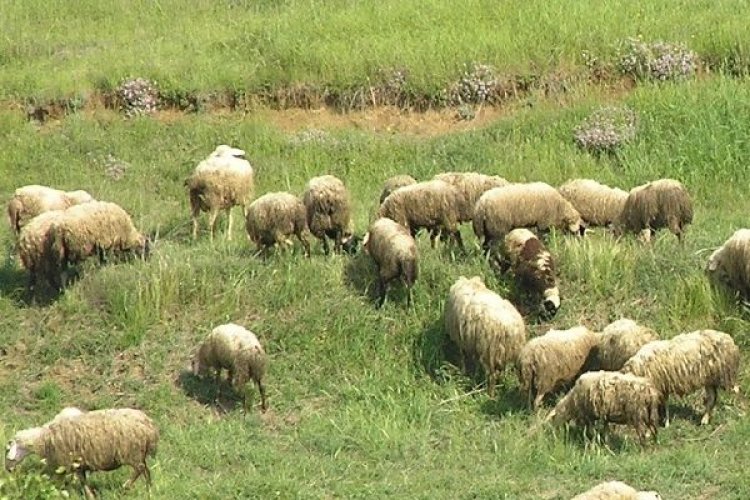 Παράταση καταβολής μισθωμάτων (έως 15-02-2018) για τις κατανομές δημόσιων βοσκήσιμων εκτάσεων ετών 2016, 2017