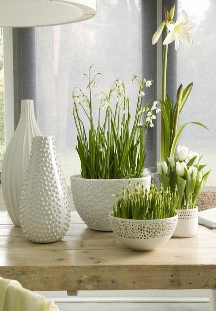 Ανεκτίμητη η δύναμη των φυτών!! Δώστε πράσινη νότα στους χώρους σας!!