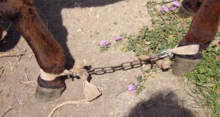 Animal Cruelty-Torture: Το αδίκημα βασανισμού των ζώων μετατρέπεται σε κακούργημα