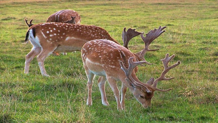 The Deer of Rhodes: Υπερπληθυσμός ελαφιών στο νησί της Ρόδου