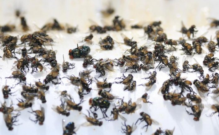 Μαρία Σταυρακοπούλου: Έχε μέλι και να δεις τις μύγες πως έρχονται!! [Λαϊκή παροιμία]