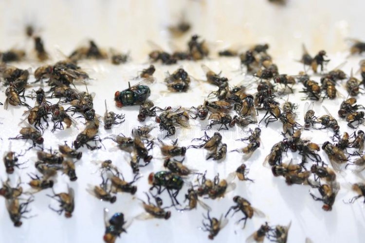 Μαρία Σταυρακοπούλου: Έχε μέλι και να δεις τις μύγες πως έρχονται!! [Λαϊκή παροιμία]