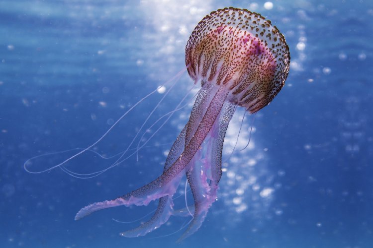 Purple Jellyfish: Τι πρέπει να κάνετε σε περίπτωση που έρθετε σε επαφή με Μωβ Μέδουσες!!