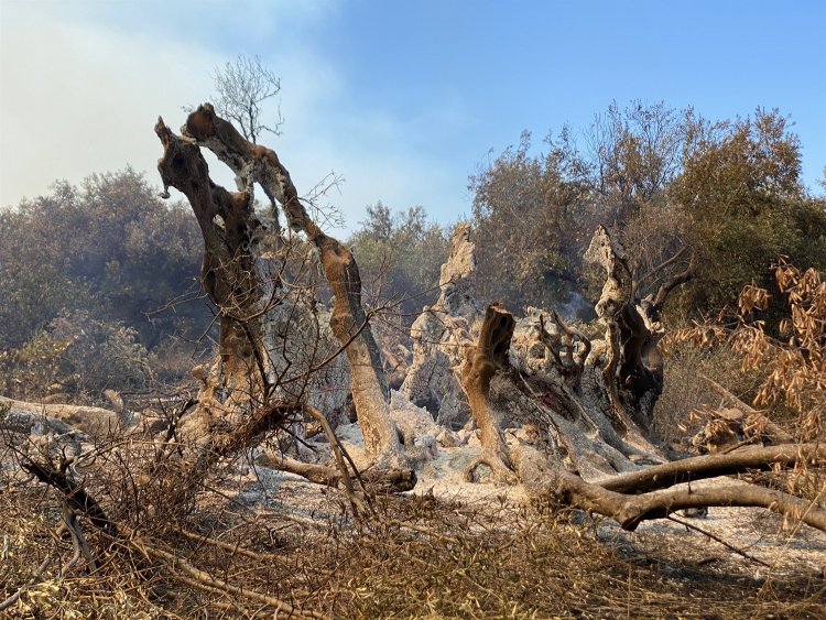 Fires in Evia: Κάρβουνο η ελιά 2.500 χρόνων που είχε περιγράψει στην αρχαιότητα ο Στράβωνας
