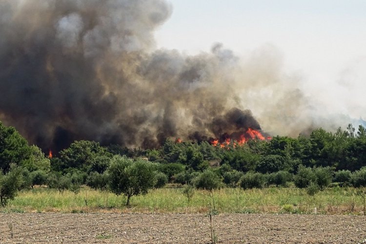 Wildfires: Μάχη με τα μέτωπα φωτιάς στην Φθιώτιδα, που πλησιάζουν το Λογγίτσι - Εκκενώθηκε το χωριό [Video]