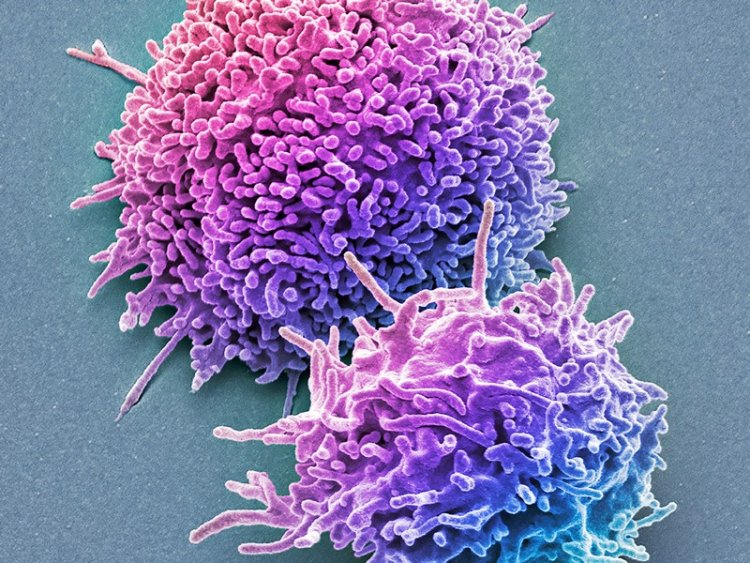 Omicron variant -  T cells: Τα Τ-λεμφοκύτταρα ανθεκτικά απέναντι στην Όμικρον και σε άλλες παραλλαγές του κορονοϊού