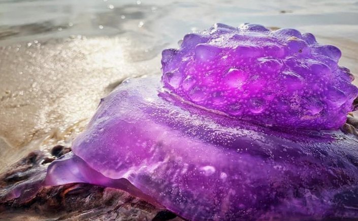 Purple jellyfish: Γεμίζουν με μωβ μέδουσες οι Ελληνικές θάλασσες!! Το πρωτόκολλο σε περίπτωση τσιμπήματος [Χάρτης]