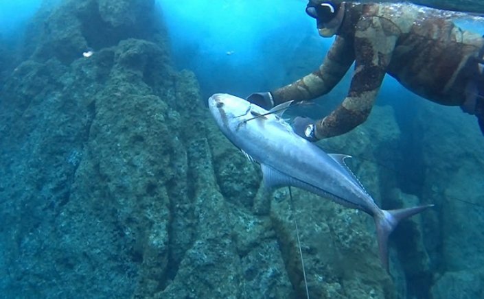 Mykonos: Καρχαρίας & Ψαροντουφεκάς στην Μύκονο, διεκδίκησαν το ίδιο μαγιάτικο [Video]