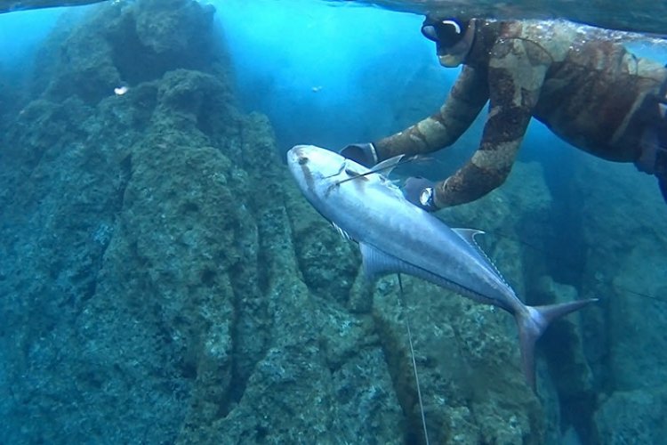 Mykonos: Καρχαρίας & Ψαροντουφεκάς στην Μύκονο, διεκδίκησαν το ίδιο μαγιάτικο [Video]