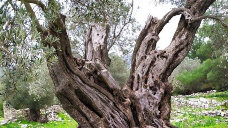 Centuries Old Olive Trees:  Χαρτογράφηση των υπεραιωνόβιων δέντρων στα νησιά της Δωδεκανήσου