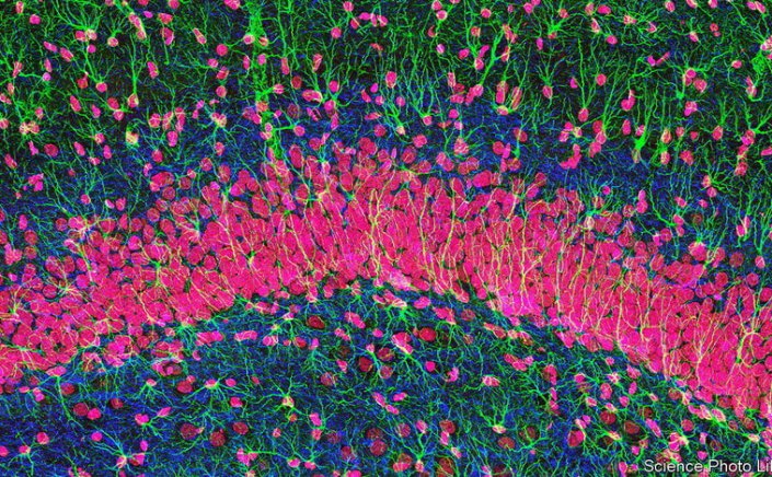 Brain Cells: Οι νευρώνες δεν είναι τα μόνα εγκεφαλικά κύτταρα που σκέφτονται