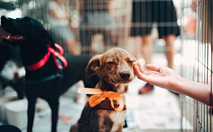 Sterilising your pet: Νέο “χαράτσι” 150 ευρώ για κάθε μη στειρωμένο κατοικίδιο