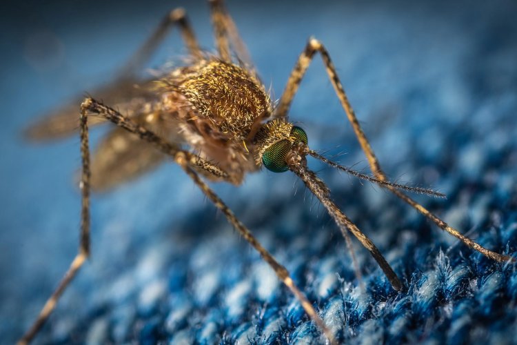 West Nile virus infection: Συναγερμός για τον ιό του Δυτικού Νείλου - Πώς να προστατευτείτε!!  Συστάσεις από τον ΕΟΔΥ