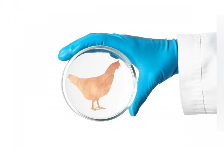 Lab-Grown Chicken Meat: O FDA  ενέκρινε και δεύτερο κοτόπουλο εργαστηρίου για ανθρώπινη κατανάλωση