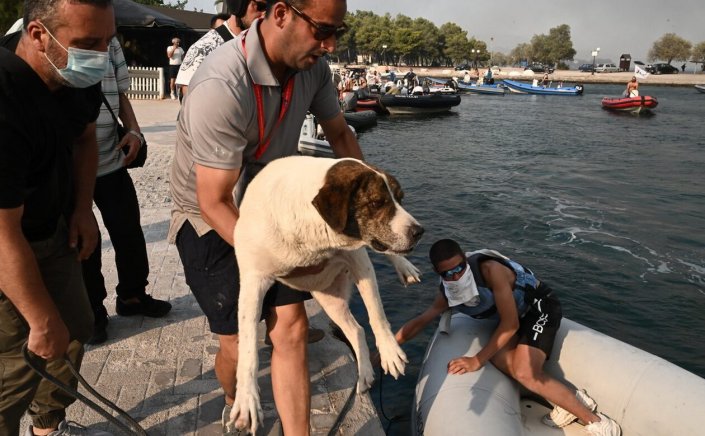 Wildfire in Nea Anchialos: Aναβλήθηκε το Παγκόσμιο Ιστιοπλοΐας και οι αποστολές πήγαν να βοηθήσουν στην εκκένωση [pics]