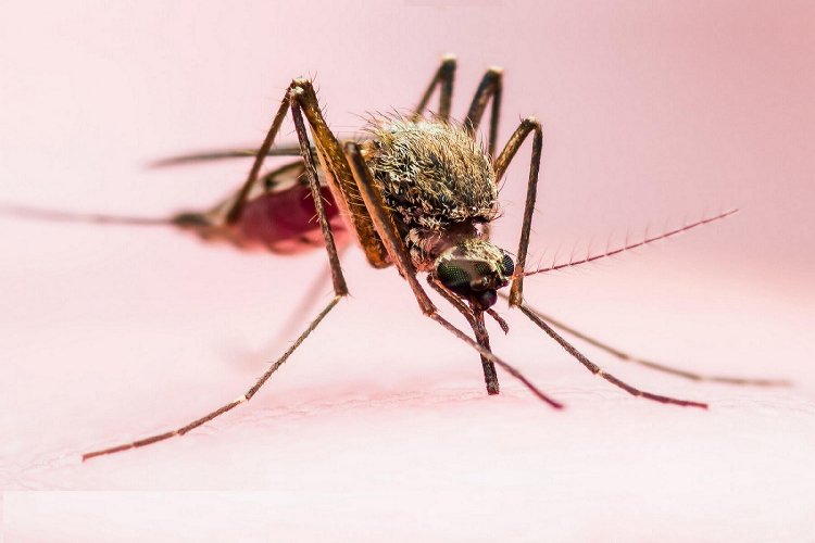 Mosquitoes Attracted: Τα κουνούπια απειλούν τη δημόσια υγεία!! Μεταφέρουν ιό του δυτικού Νείλου, ελονοσία, δάγκειο πυρετό!!