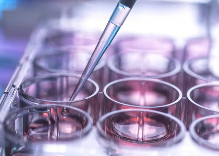 Stem cells: Επιστήμονες δημιούργησαν έναν νέο τύπο βλαστοκυττάρων που μπορεί να επιδιορθώσει τα κατεστραμμένα όργανα [Η Μελέτη]