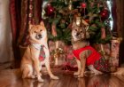 Holiday Pet Tips: Πώς να τα βοηθήσετε τα κατοικίδια, να υποδεχτούν τους καλεσμένους σας τις γιορτές, χωρίς φόβο!!
