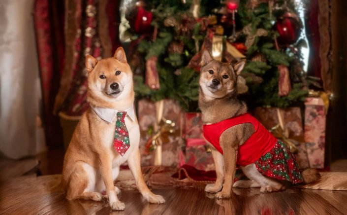 Holiday Pet Tips: Πώς να τα βοηθήσετε τα κατοικίδια, να υποδεχτούν τους καλεσμένους σας τις γιορτές, χωρίς φόβο!!