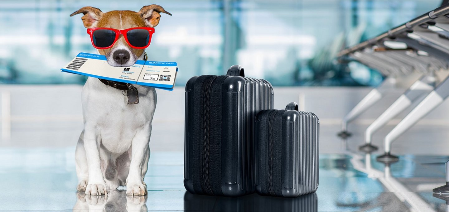 EU Pet Passport Rules: Χωρίς «διαβατήριο» δεν θα ταξιδεύουν τα κατοικίδια στην ΕΕ από 22 Απριλίου!!