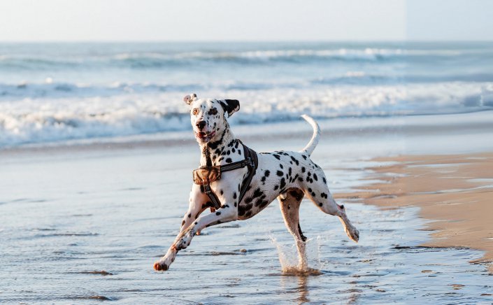 Pets on Beaches Law: Στην παραλία και το πλοίο με τον σκύλο μας! Όλα όσα προβλέπει η ισχύουσα νομοθεσία!