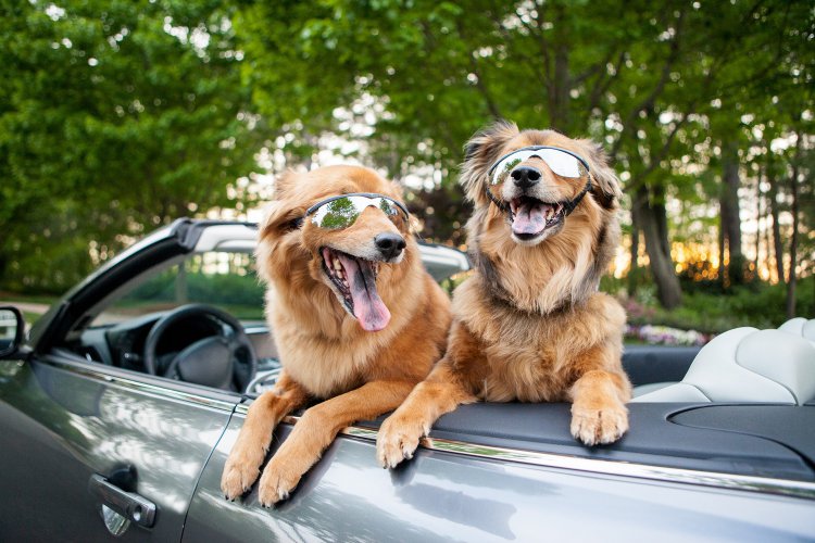 Pet Regulation Framework: Τι ισχύει για τα κατοικίδια σε παραλίες, δημόσιους χώρους, καφετέριες, εστίαση & ταξίδια